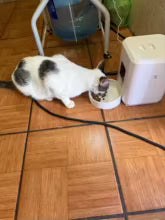 Mangeoire intelligente